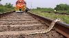 Snake In Railway Track Snake In Train Track